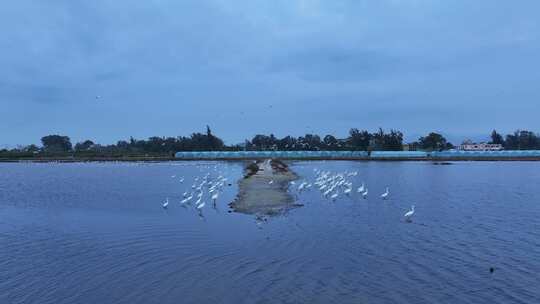 湿地白鹭航拍视频素材模板下载