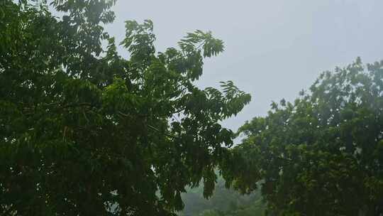 风雨交加树木树叶雨景雨季雨水雨滴下雨