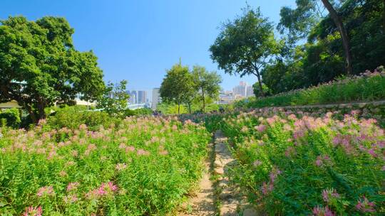 田间小路 花园 公园 花坛 醉蝶花