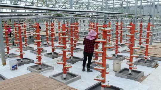 温室大棚内人员蔬菜种植作业