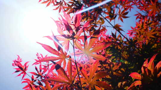 4k自然风景红叶枫叶树叶
