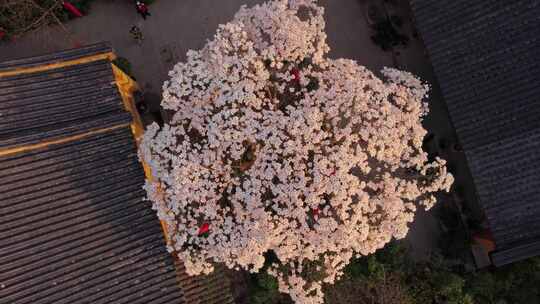 法喜寺玉兰花