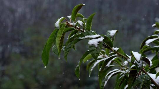 树木枝叶绿叶下雪特写