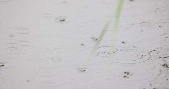 夏天下雨雨滴雨打芦苇叶子