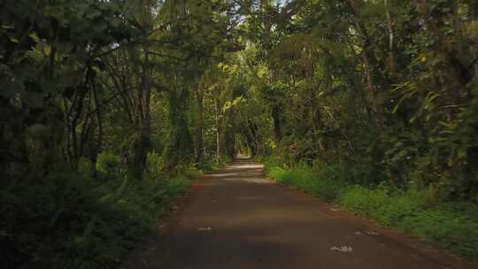 森林树林丛林小路推镜热带
