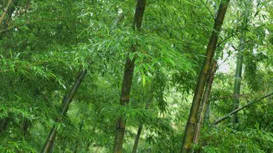 下雨天竹林景观特写，竹节挺拔竹叶繁茂