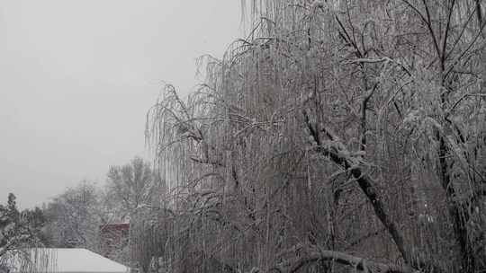 岳麓书院门前柳树雪景实拍