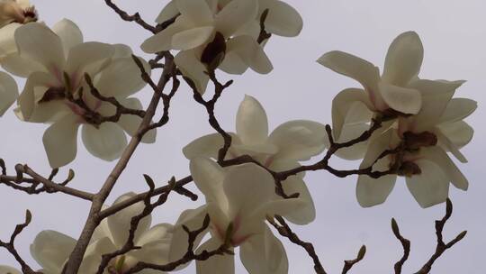 盛开的白色玉兰花花瓣花朵