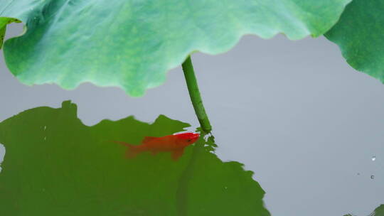 荷塘里红色的鱼