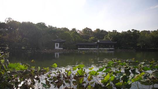 杭州西湖景区曲院风荷风景