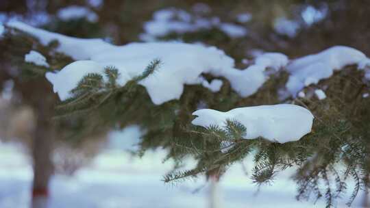 树林树木积雪雪景视频素材模板下载