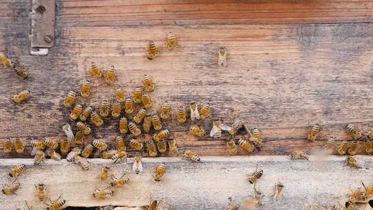蜂花蜜合集