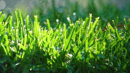 喷水在绿草上