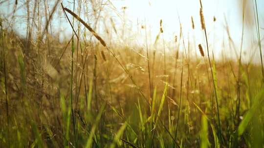 阳光和草丛