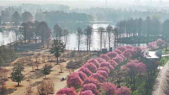 上海 春天 樱花 樱花雪 辰山植物园樱花