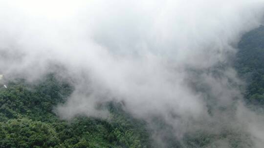 杭州东天目山云顶，云雾缭绕