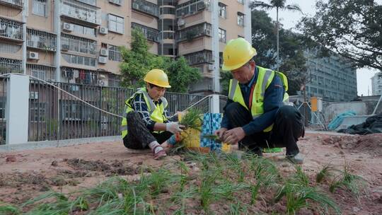 市政建设城市改造绿化带铺设草坪种草