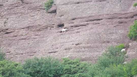 峭壁上的羊