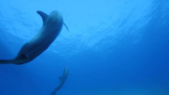 海豚游泳水摄