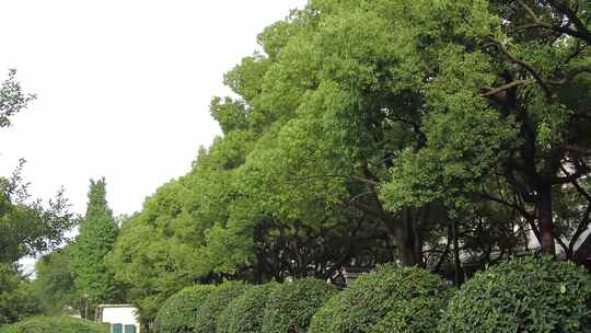 城市绿化参加大树实拍