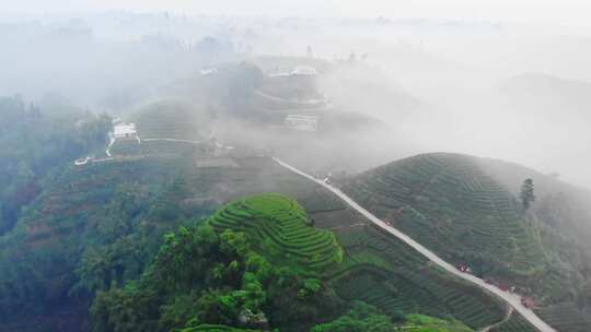 四川雅安大地指纹茶山茶园日出晨雾航拍