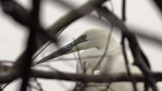 l1汕尾海丰红树林枝头矗立的白色鸟类视频素材模板下载