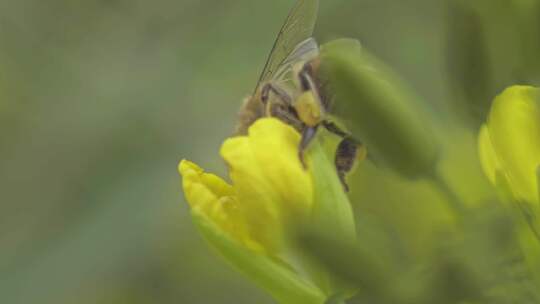 春天蜜蜂在油菜花上采蜜微距镜头