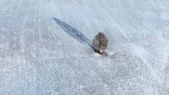 一颗孤独的小树生长在雪地中航拍雪景