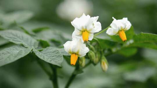 洋芋土豆开花