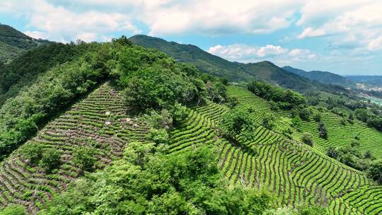 信阳茶山