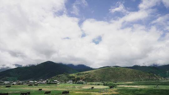 【精品】牧场农场云南香格里拉草地草原延时