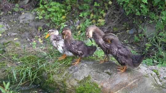 鸭子 放养 生态 自然 小溪 流水 健康