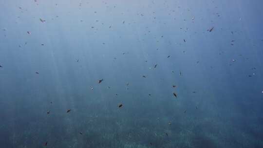 鱼，浅滩，海，海洋