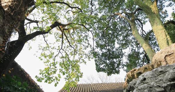 秋天苏州园林唯美红枫古建筑局部特写