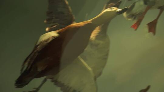 大雁野鸭大自然鸟类水禽标本