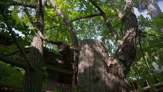 山西晋城珏山，古青莲寺博物馆古树