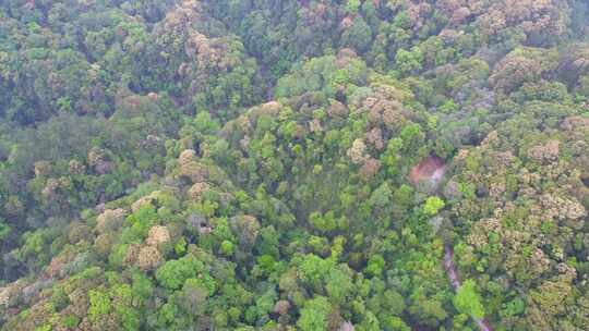 航拍森林山脉云雾环保沙县萝卜岩楠木保护区