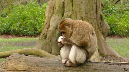 在树下吃苹果的猴子