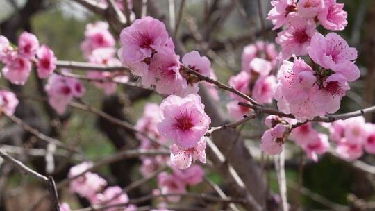 【镜头合集】微距特写鲜花桃花粉色花朵