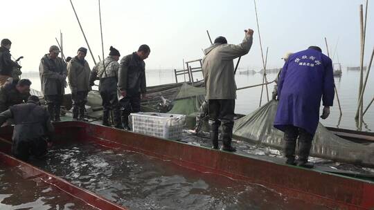 湖区渔民在围网拆除后捕鱼视频素材模板下载