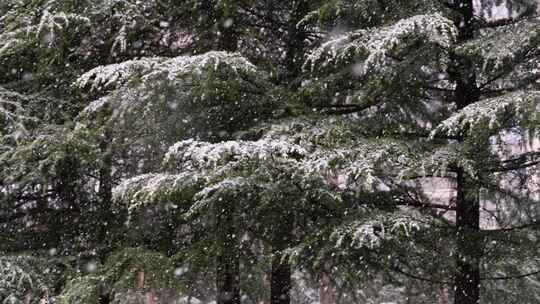 寒冷冬季公园松树雪花大雪空境升格