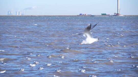 海鸥 海边 海平线 群鸟 大海