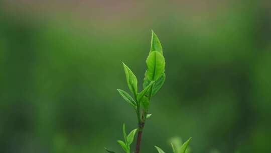 茶农采茶春茶白茶绿茶茶叶毛尖手工茶采茶