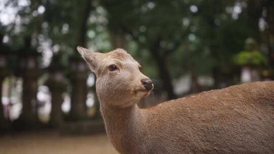 日本神社鹿安静休息