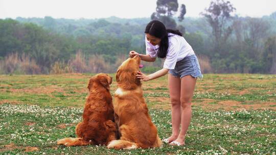 长腿美女和金毛宠物犬在春天开满花草地玩耍