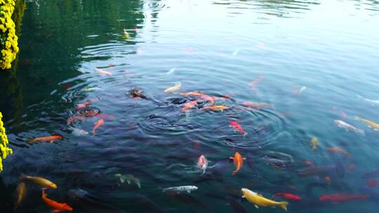 济南五龙潭公园游客喂食在水中游动的锦鲤视频素材模板下载