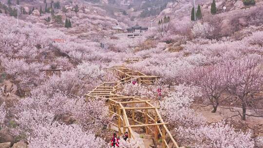 山东青岛崂山樱桃谷樱花大崂