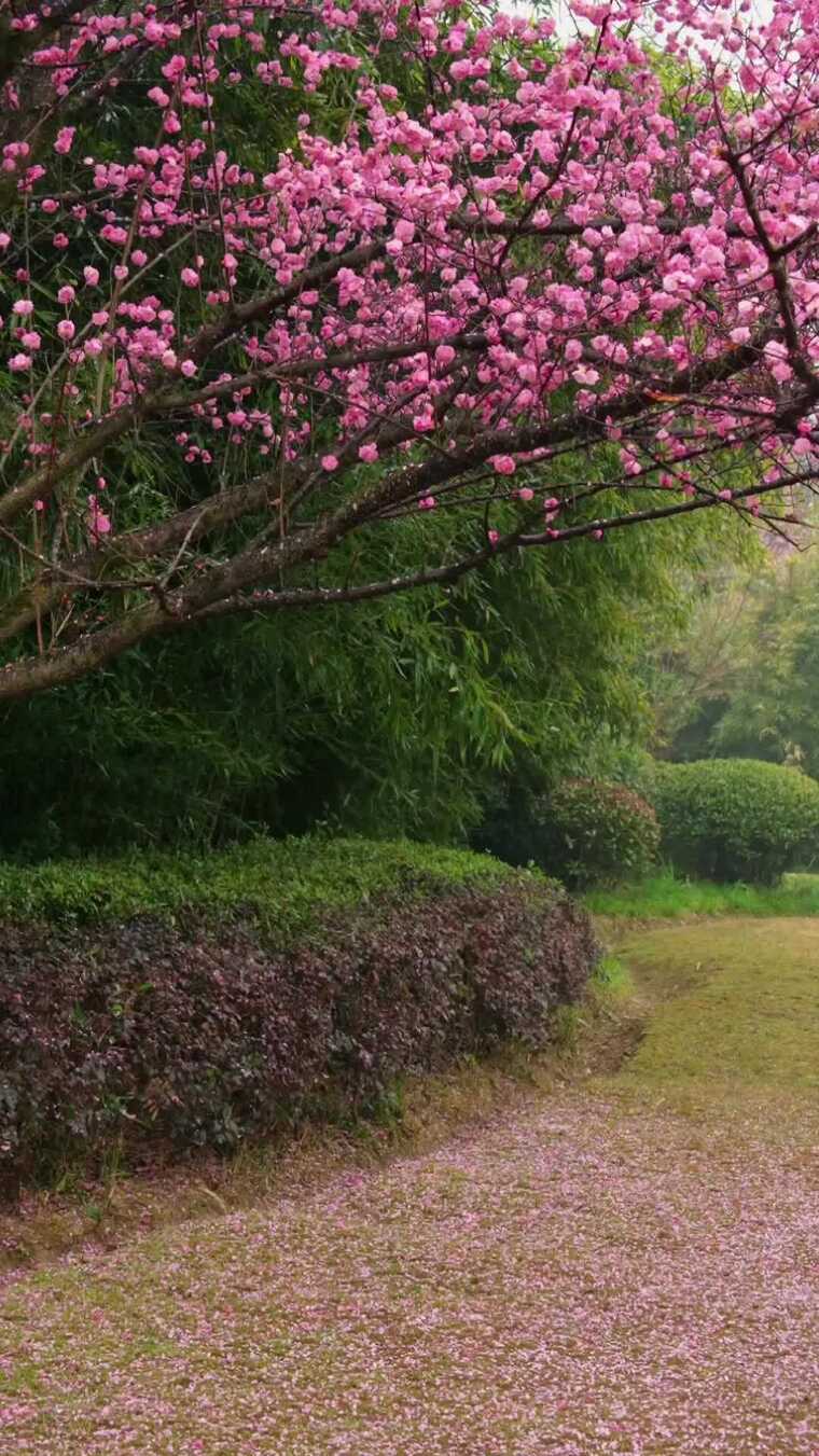 初春雨后红梅花