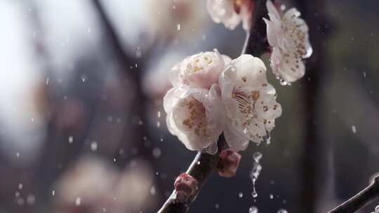 5K-雨中白梅花，雨中梅花盛开