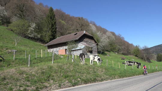 瑞士山脚下的奶牛视频素材模板下载